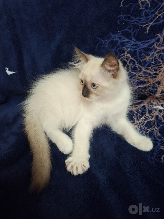 Ragdoll zotli mushuk sotiladi