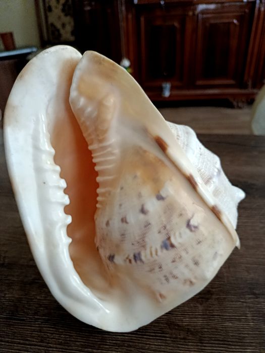 Морская раковина