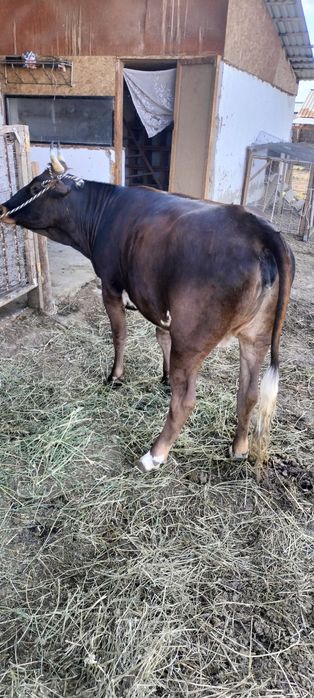 Семиз сиыр 4 ай байланган