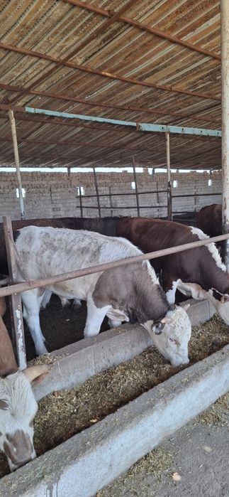 Buqala sotiladi rossiyadan opkelingan 30 bosh