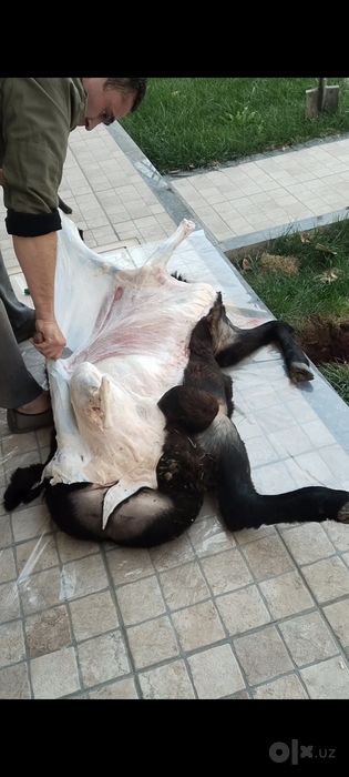 Qassobchilik xizmati Қассоб Кассоб  ҳизмати.