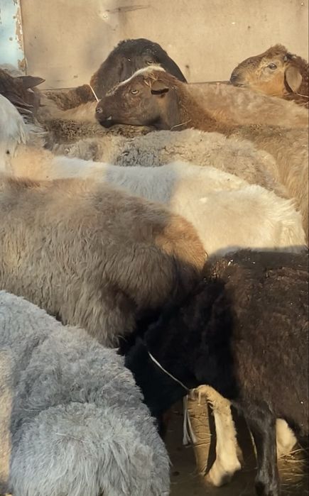 Жирные бараны кой токты марка