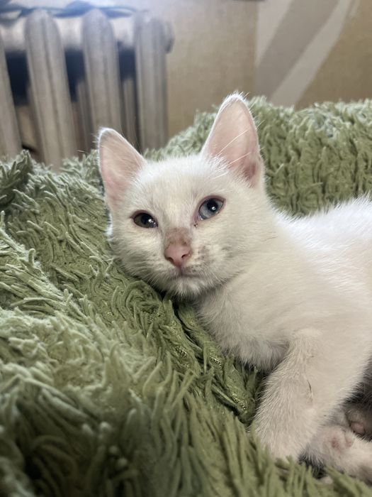 Кошечка в отаетственнве руки