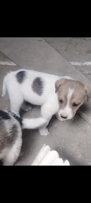 Щенята звоночки  бесплатно в добрые руки
