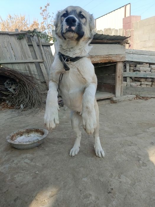 Алабай таза сатылады