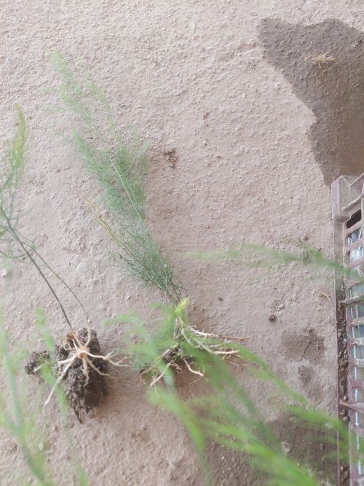 Продаю рассаду спаржи