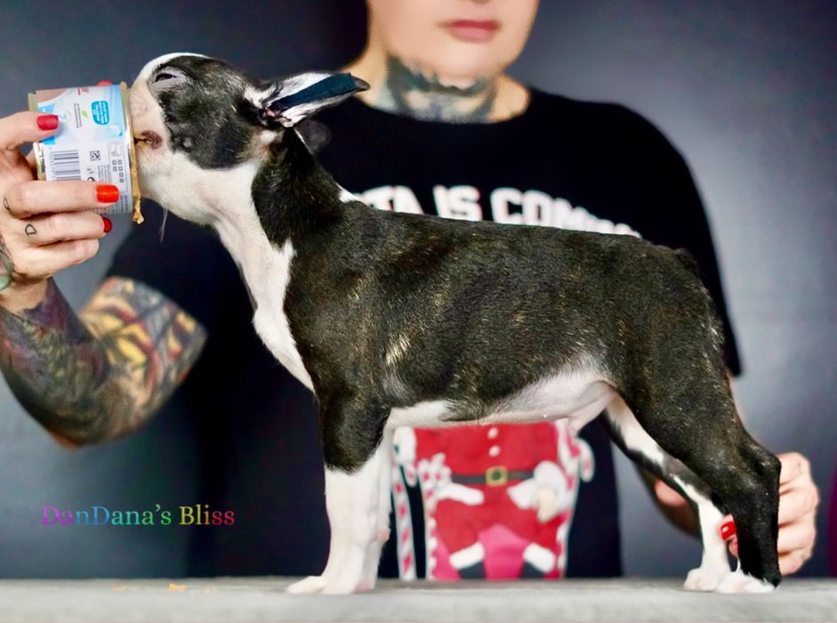 Baietel boston terrier cu pedigree