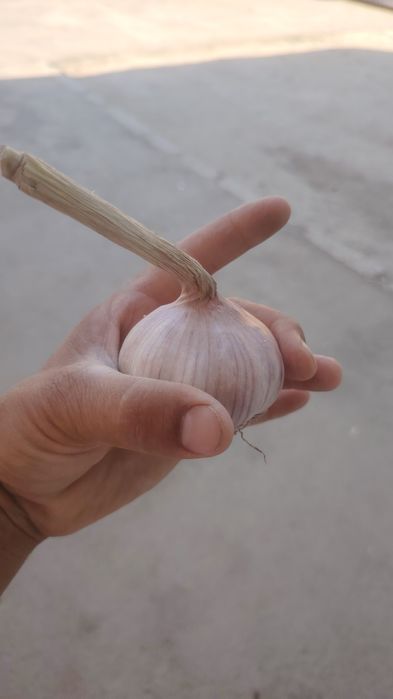 ЧЕСНОК оптовая продажа