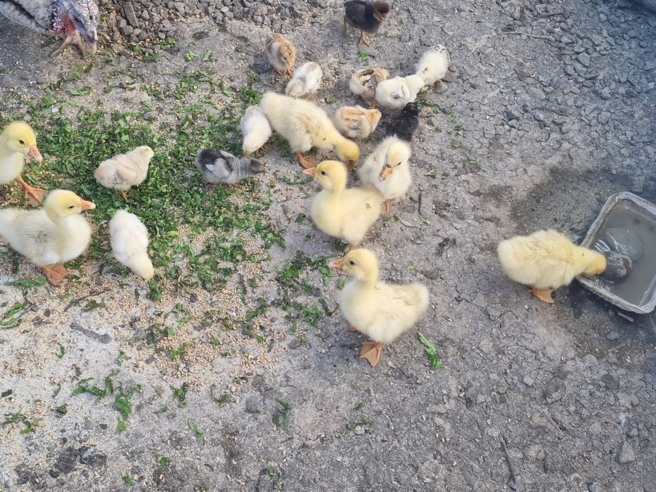 boboci de gâscă de vanzare