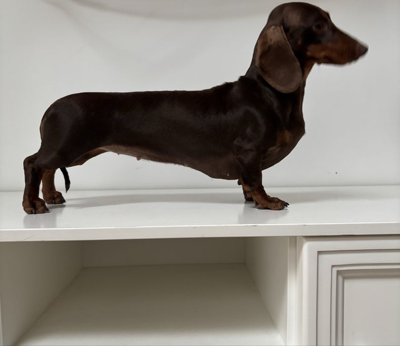 Femela tekel standard maro cu pete de foc( ciocolata )pedigree FCI
