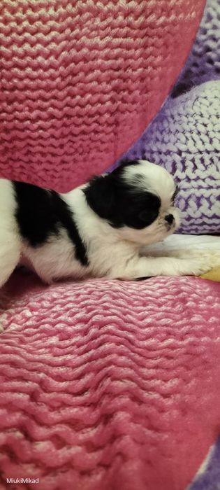 Девочка японского хина.