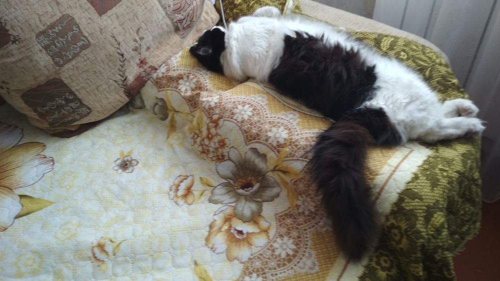 Пропала кошка Люся