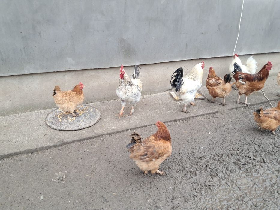 Vând găini si cocosi de tara