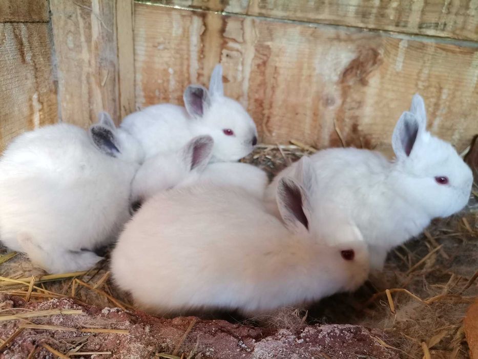 Продавам калифорнийски зайци