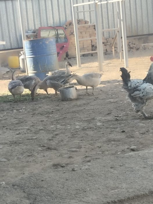 Ассалаумағалейку