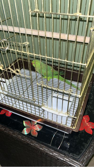 Ожерелевый попугай не ручной 6 месяцев