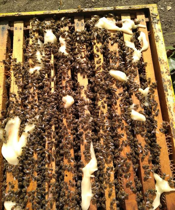 Familii de albine/stupi