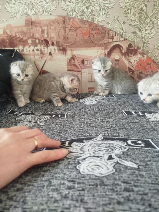 котята шотландские
