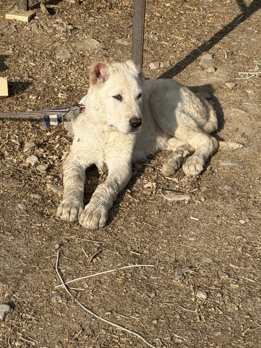 Alabay kuchuk bolasi