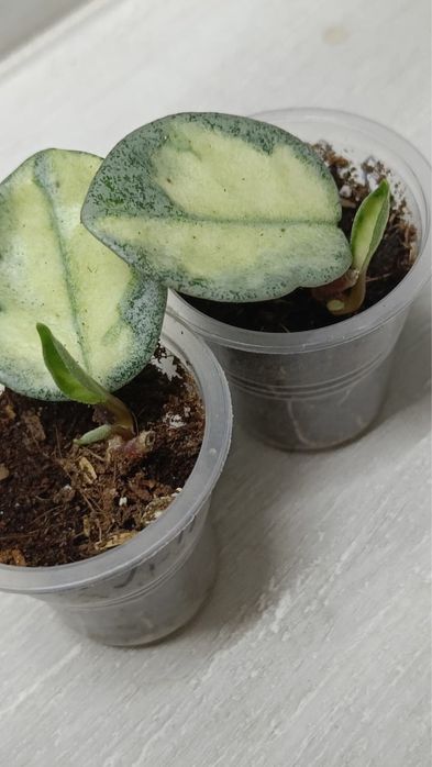 Хойя Аргентия Принцесс