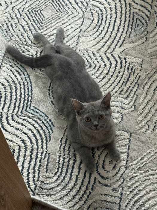 Skotish Strite parodali