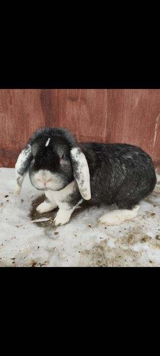 Кролик Французский баран самец