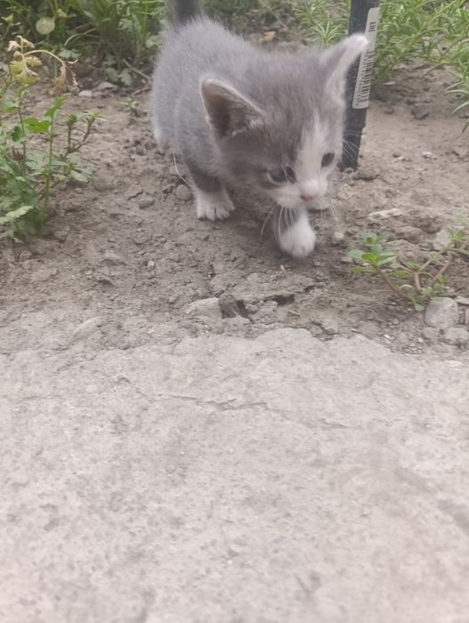 Отдам котят в хорошие руки.