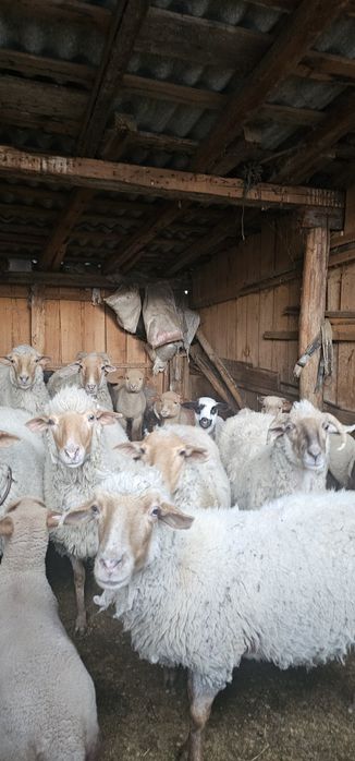 Ovine de vanzare
