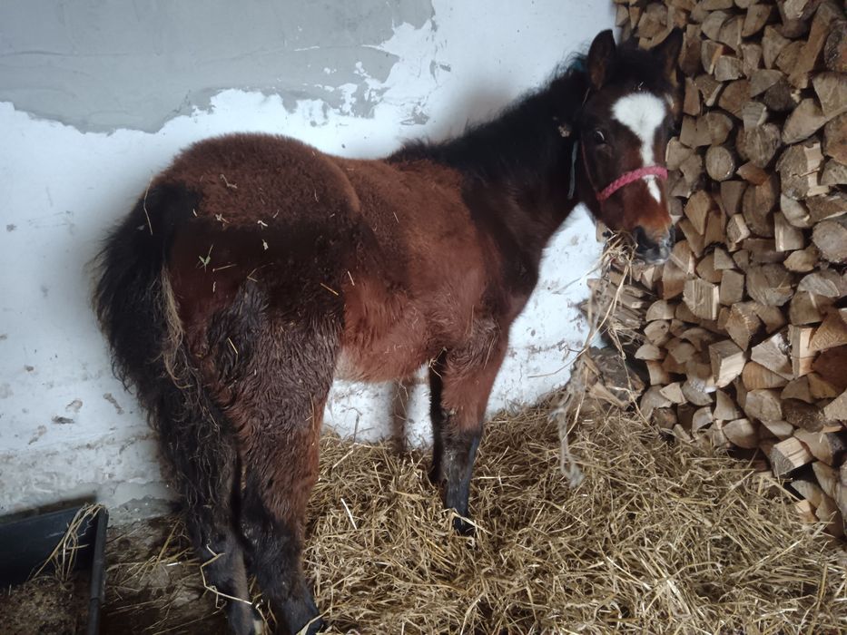 Mânza murgă 3 luni