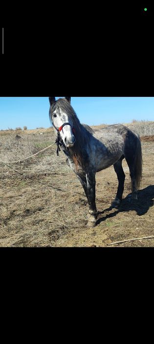 жеті жасар айғыр сатылады