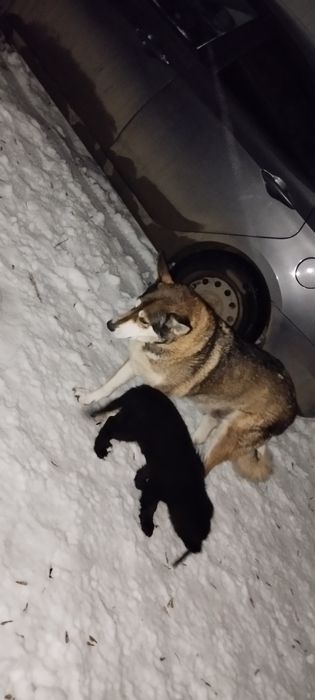 Отдам щенка в добрые руки