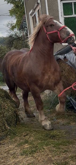 De vanzare iapa de 6 ani garantata fara defecte gestanta ff blanda