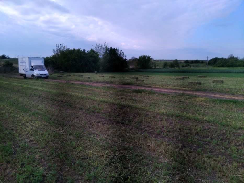 Baloti de lucernă de vânzare