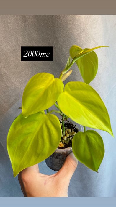 Комнатные растения