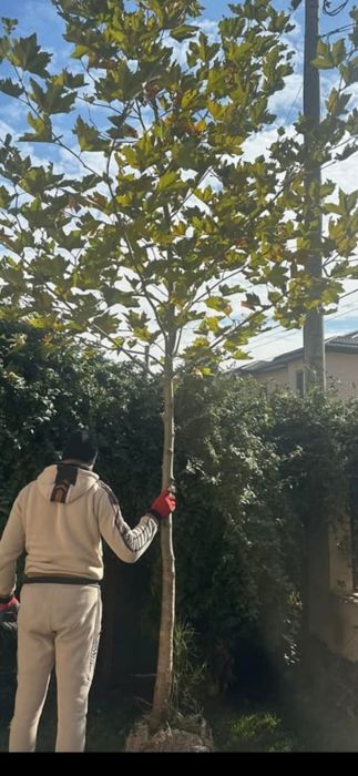 Vândâ platani mesteacăm tei leylandi