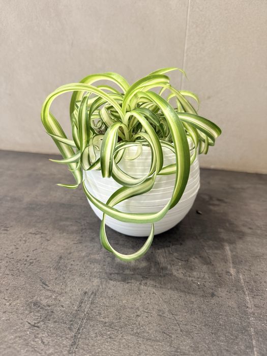 Хлорофитум бонни