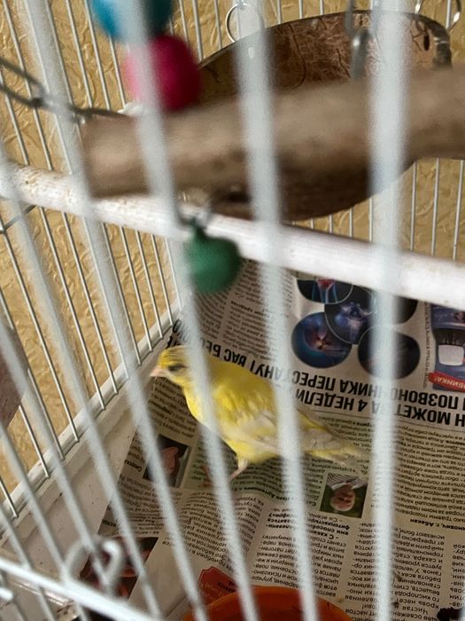 Домашняя канарейка