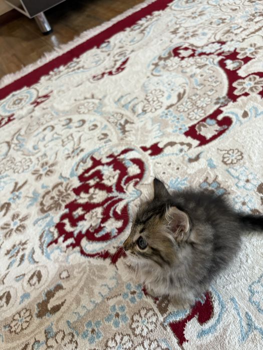 Кыз мысык отте пысык