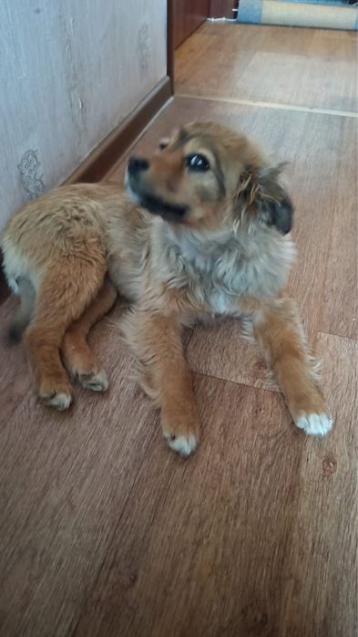 Девочка, 4 месяца.