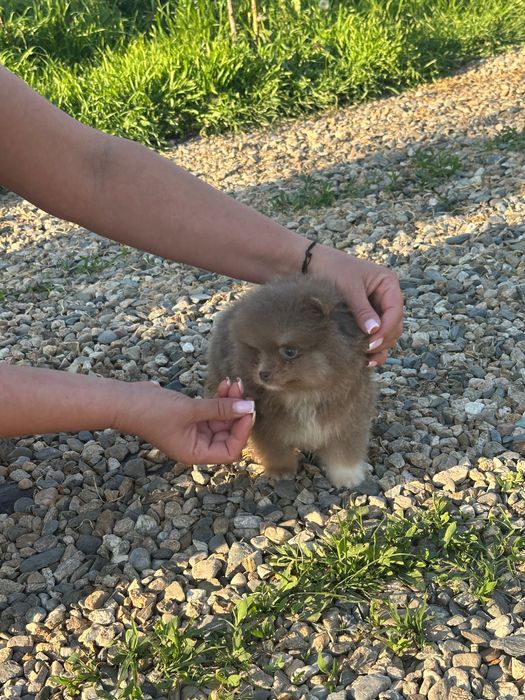 Померан мъжко и женско
