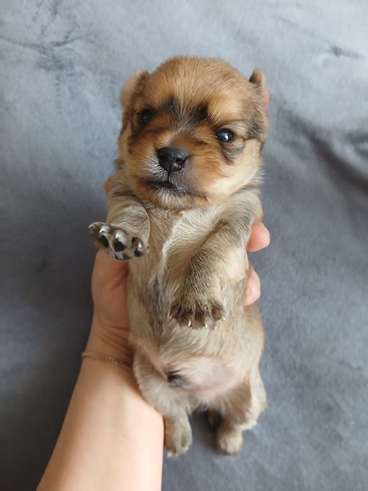 Продам мини йорк