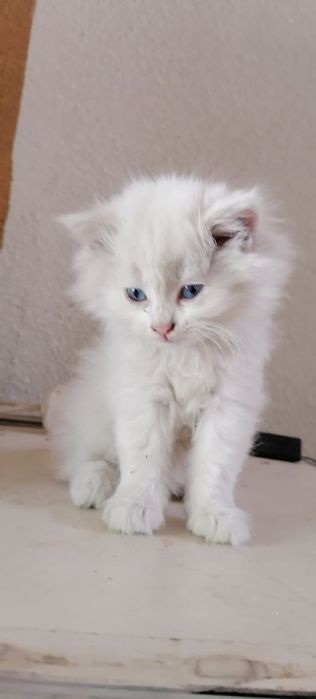 Продаются котята