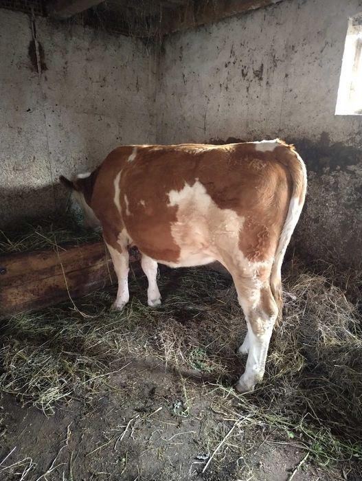 Vaca baltata romaneasca