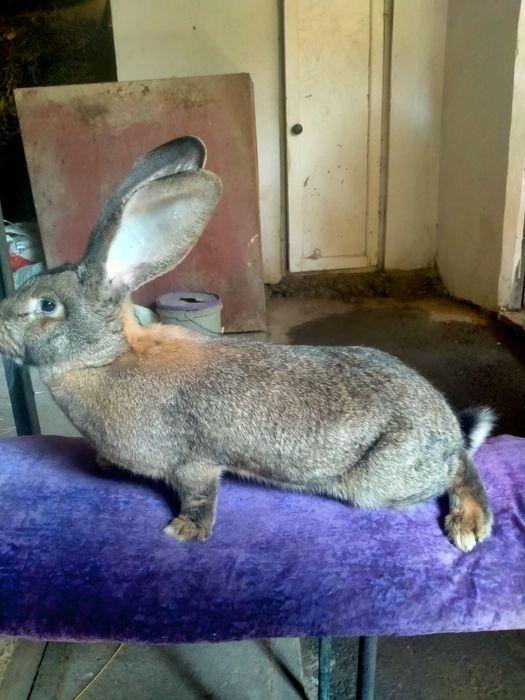 Продам Фландор кролик