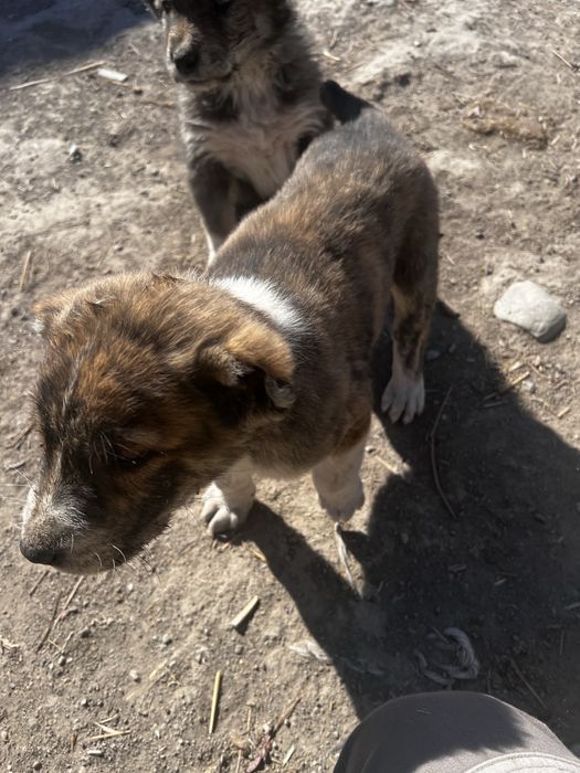 Щенки Алабай девочки, ұрғашы