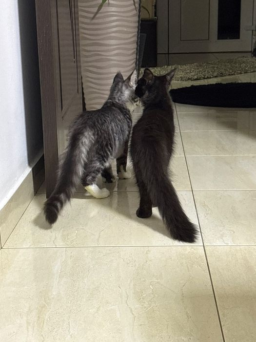 Fetițe Maine Coon cu PEDIGREE