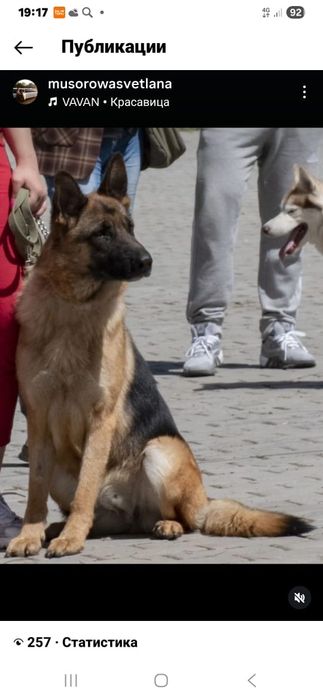 Щенки немецкой овчарки