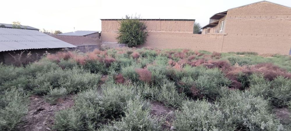 Назарбек тарнов бешкорганда йер