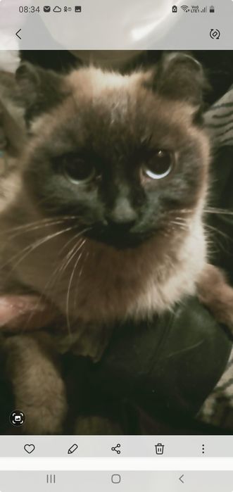 Ищем для кошечки Дом