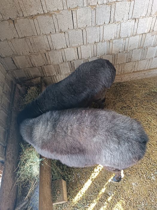 Семіз қойлар сатылады